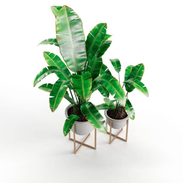 istock 3d rendering of two potted plants isolated on white background 1440268027