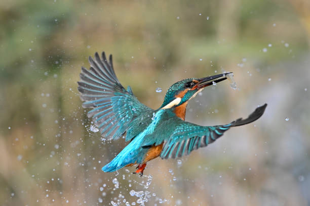 istock Kingfisher fishing (Alcedo atthis) 1440268479