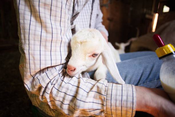 istock Person feeding a cute baby goat 1440268622