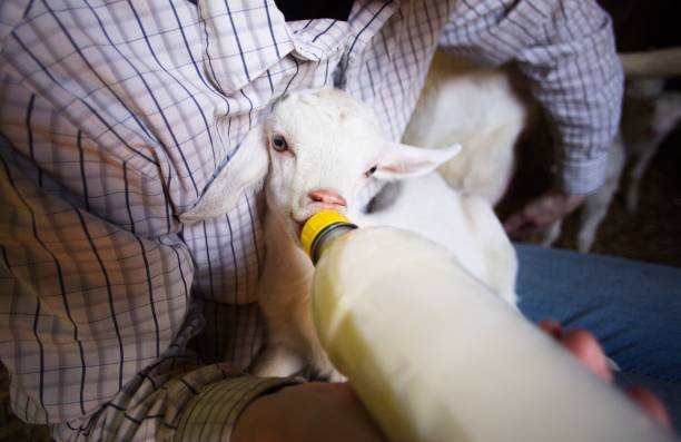 A person feeding a cute baby goat