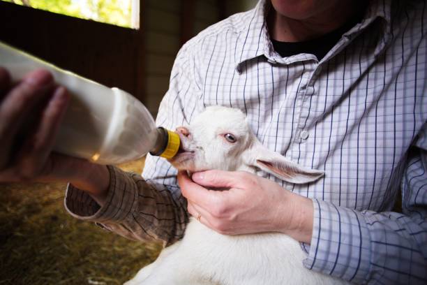 istock Person feeding a cute baby goat 1440268627