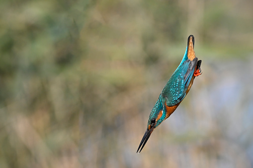 Pheasant (Phasianus colchicus) in flight closeup