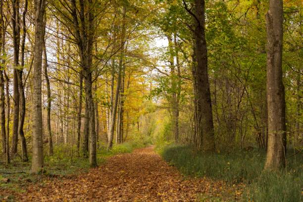 istock Path covered with yellow leaves, leads through a forest, on a sunny day in autumn 1440268924
