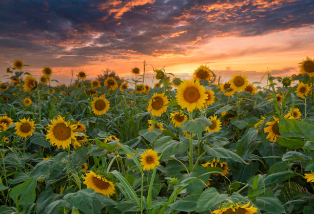 istock One beautiful sunflower at sunset blurred background, 1440269017