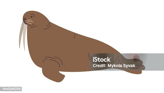 istock Walrus Arctic Wildlife Animal. Vector illustration 1440269250