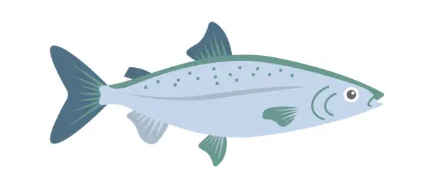Vector illustration of Salmon Sea Fish. Vector illustration