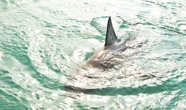 istock Great White Shark Dorsal Fin breaching the sea surface. 1440269625
