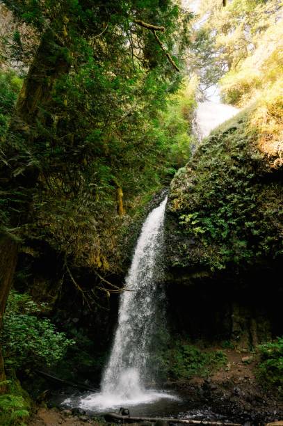 istock Vertical image of a waterfall in a forest in summer around Corbett, Oregon 1440269846