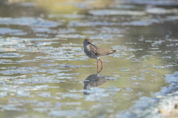 istock Foraging Common redshank Tringa totanus 1440270215