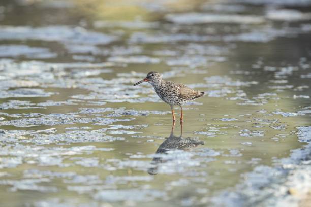 istock Foraging Common redshank Tringa totanus 1440270230