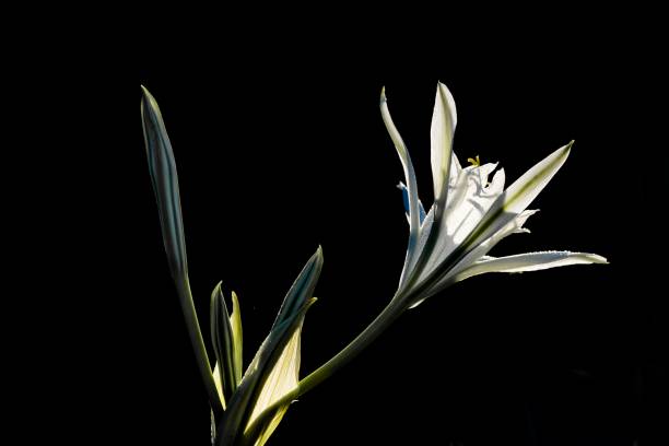 backlit side view of flower of sea daffodil, Pancratium maritimum. Ghadira Nature Reserve, Malta, Mediterranean