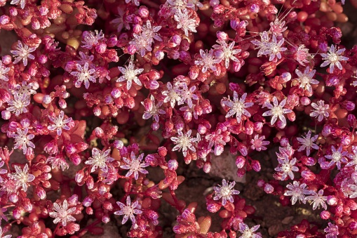 Lilac flowers and crimson succulent leaves of Blue or Azure Stonecrop Sedum caeruleum in garrigue, Early spring, Is-Salina, Malta,  Mediterranean