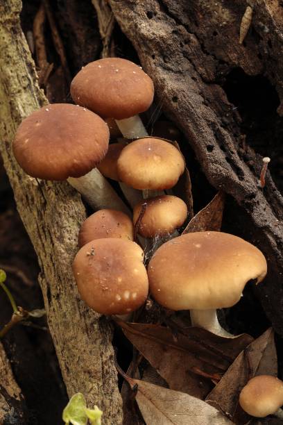 istock Young Poplar mushroom, velvet pioppini, Cyclocybe aegerita, 1440270921
