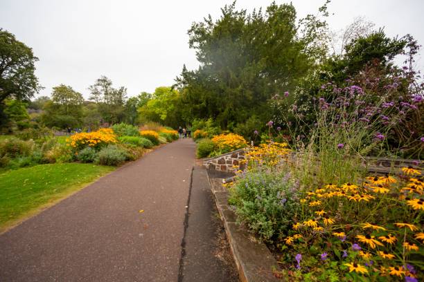 istock Pathway with yellow flowers growing on the side 1440271034