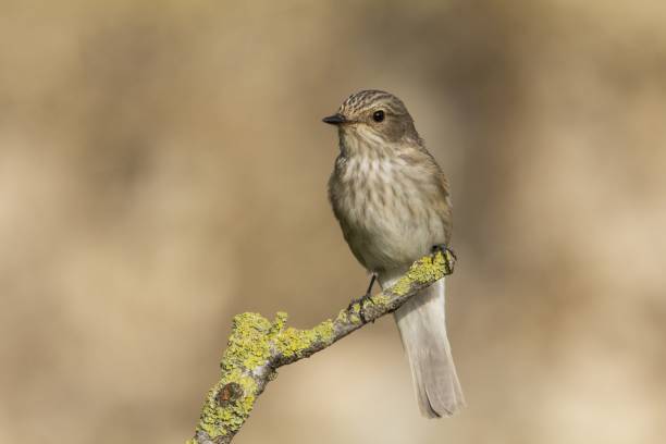 istock Spring migrant Spotted flycatcher Muscicapa striata 1440271252
