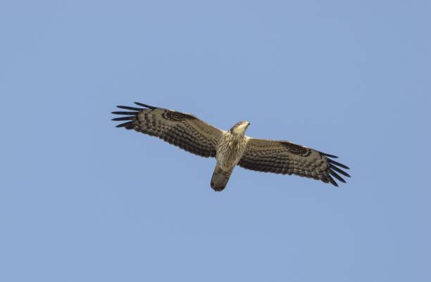buitre de miel euroasiática, pernis apivorus - abejero europeo fotografías e imágenes de stock