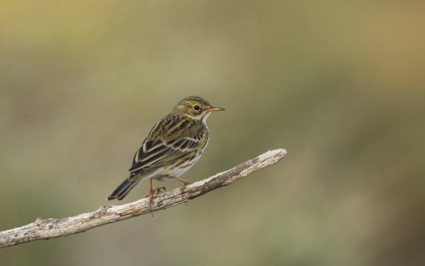istock Anthus pratensis, Meadow pipit, Malta, Mediterranean, 1440271284