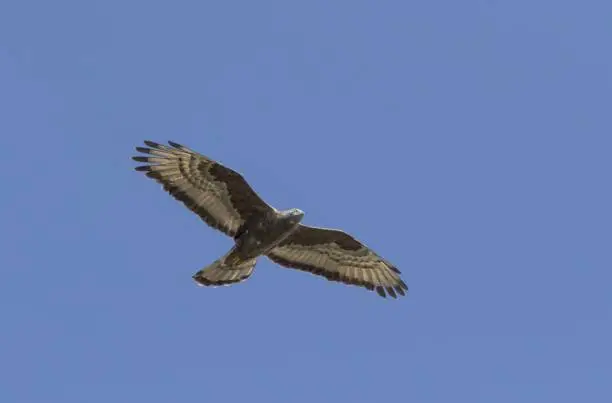 Adult male Eurasian honey buzzard, Pernis apivorus on spring migration at Castanea delle Furie about to cross the Straits of Messina, Sicily, Italy