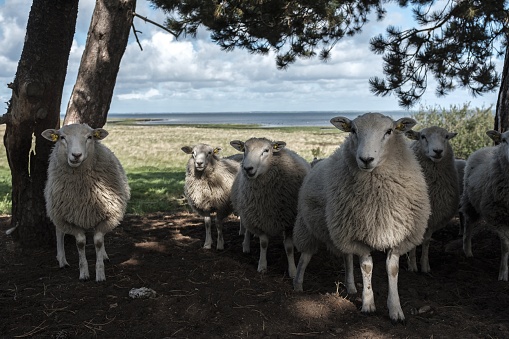 A herd of cute sheep in nature