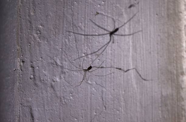 Daddy Longlegs Spider, Holocnemus plochei, hanging upside down in its web in an abandoned building, casting a bigger shadow than itself on a wall