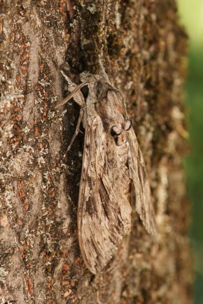 istock Vertical closeup of brown Convolvulus hawk-moth on tree bark 1440271877