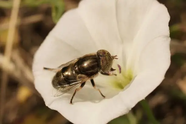 A closeup of Common Lagoon Fly pollinating a white convolvulus flower
