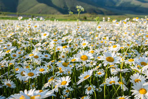 Chamomile field. close-up.medical daisies on a sunny day.