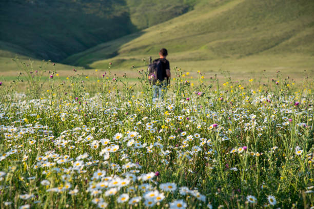 istock Beautiful chamomile field at sunset. the background is blurry 1440272275