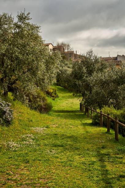 istock Vertical shot of a path covered by green grass and surrounded by trees and vegetation 1440272299