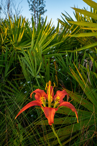 A PIne Lily in full bloom in the beautiful natural surroundings of Hal Scott Preserve near Orlando Florida.  Hal Scott Regional Preserve and Park is a 9,515-acre nature preserve located along the banks of the Econlockhatchee River.
