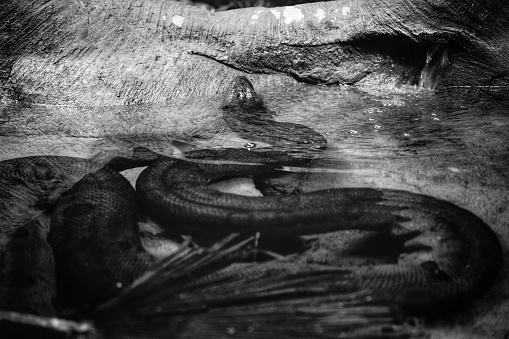 A long dangerous snake coming out of the water shot in black and white
