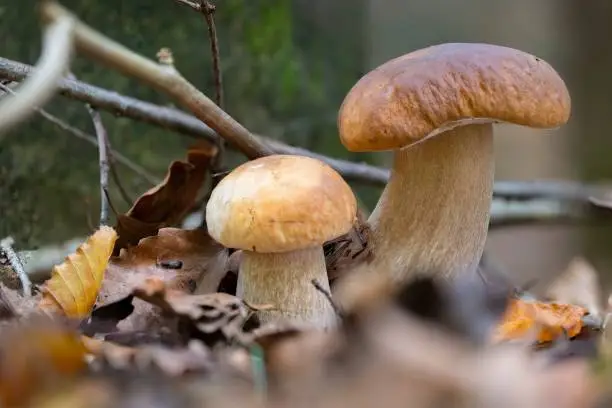 Two beautiful porcini mushrooms (boletus edulis) in front of a beech tree