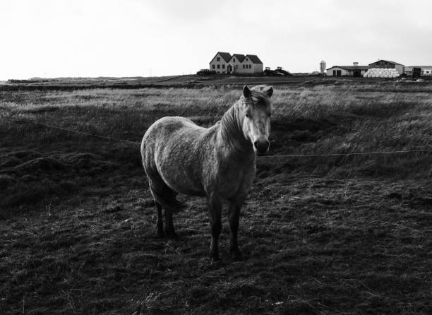 Three white Kladruber Horses standing in row during the foggy morning