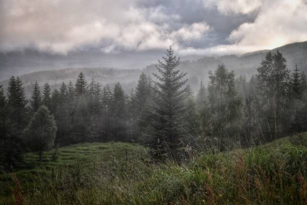 istock Beautiful forest scenery with amazing sky 1440272515