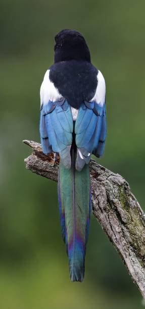 istock Back view of a blue and white bird perching on the branch 1440273069