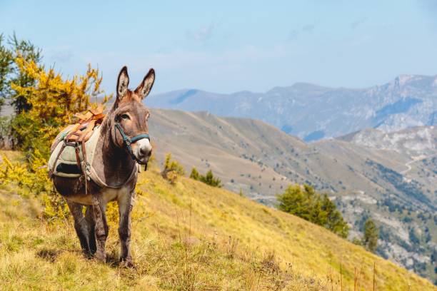 beautiful shot of a cute donkey standing in the mountains of mercantour national park in france - åsnedjur bildbanksfoton och bilder