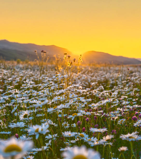 istock Beautiful chamomile field at sunset 1440273348