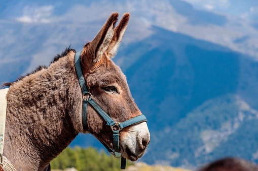 A closeup shot of a the head of a cute donkey with mountains in the background