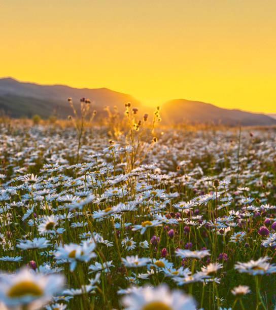 istock Beautiful chamomile field at sunset 1440273729