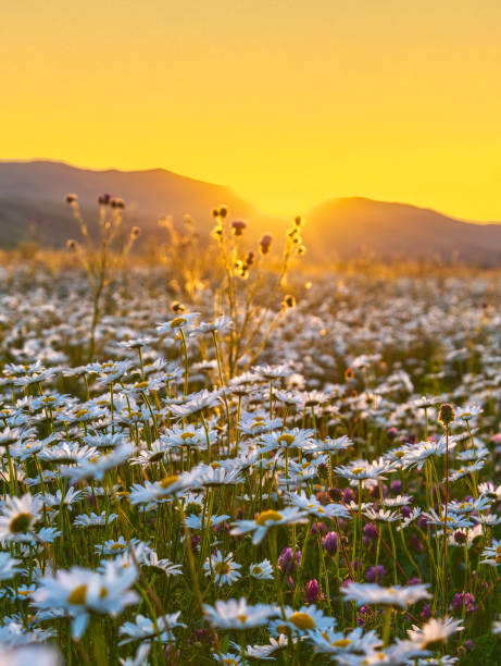 istock Beautiful chamomile field at sunset 1440273731