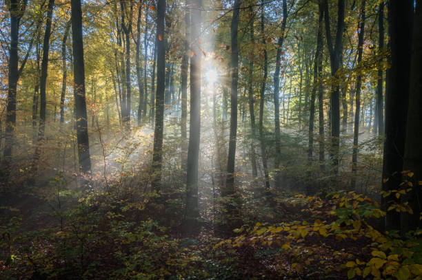istock Odenwald on a foggy Morning 1440273797