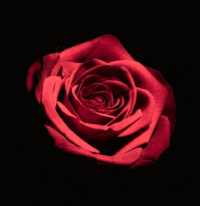 A closeup shot of a bloomed red rose on a black background