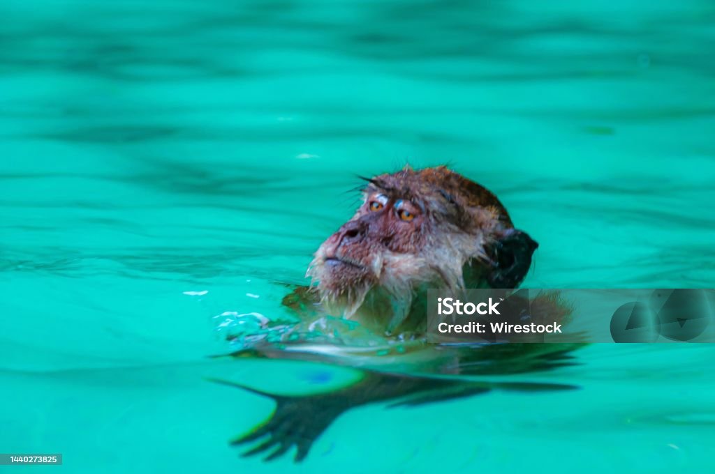 Closeup shot of a monkey swimming in clear water A closeup shot of a monkey swimming in clear water Activity Stock Photo