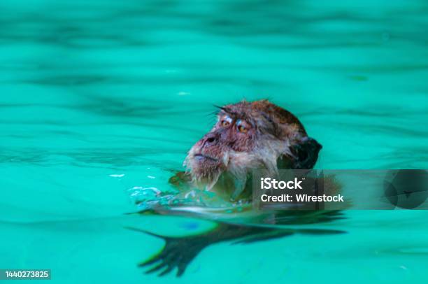 Closeup Shot Of A Monkey Swimming In Clear Water Stock Photo - Download Image Now - Activity, Africa, Animal