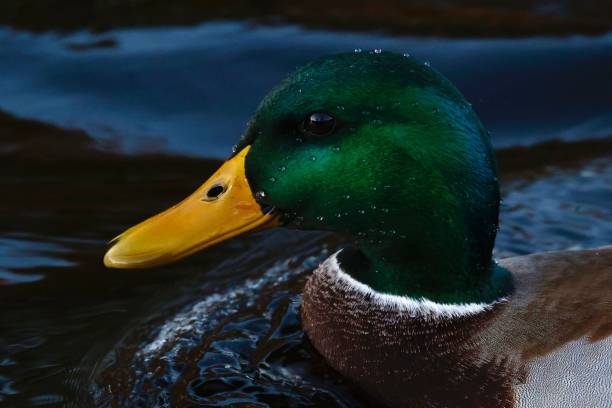 istock Mallard Duck's head with water beads 1440273840
