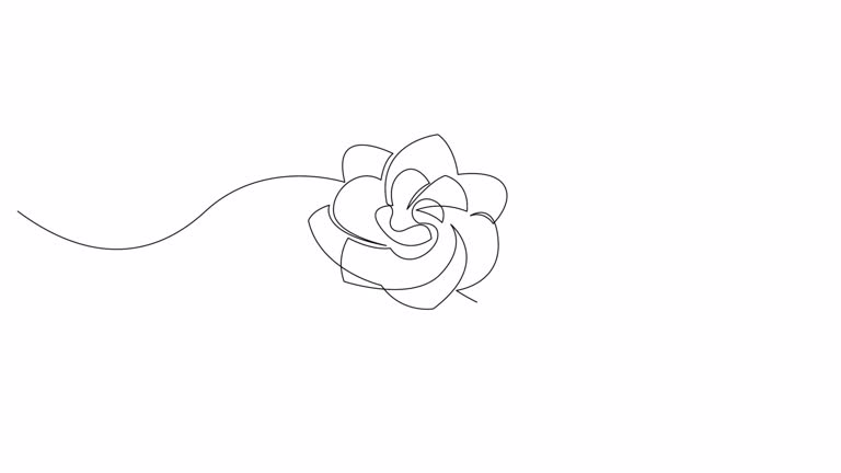 Self drawing animation of peony flower on white background. Continuous one line art. 4K.