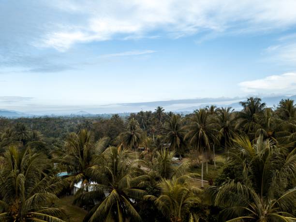 istock High angle shot of palm trees under a blue cloudy sky 1440274449