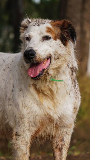 istock Vertical shot of an Australian Shepherd 1440274903