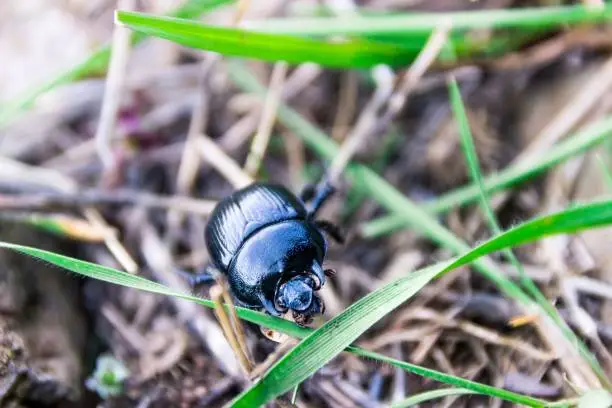 Photo of Close-up shot of a black beetle on a grass