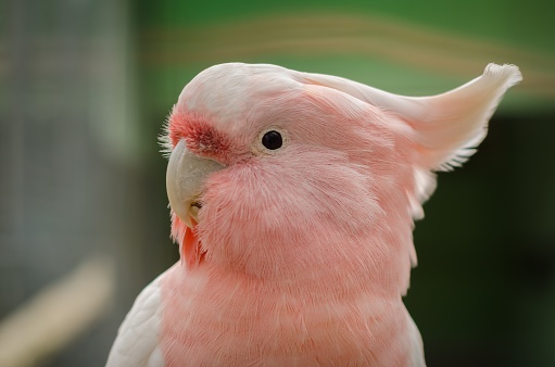 A closeup shot of a cute pink cockatoo on blurred background